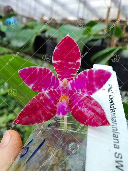 Phalaenopsis lueddemanniana SWR х self.jpg