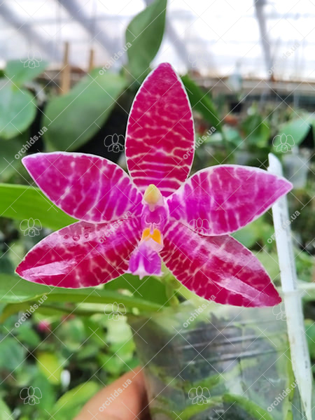 Phalaenopsis lueddemanniana SWR х self.jpg