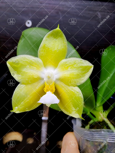 Phalaenopsis (Chang Maw Jade x Yaphon Lover).jpg