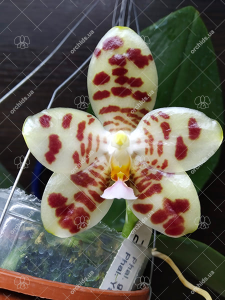 Phalaenopsis gigantea x Yungho Gelblitz.jpg