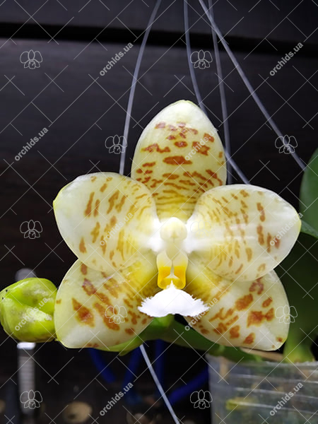 Phalaenopsis gigantea x Yungho Gelblitz.jpg