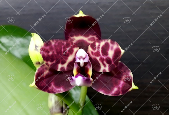 Phalaenopsis Yaphon Black Snake #17 x Lioulin Bluebird 'Dark Blue Flat'.jpg