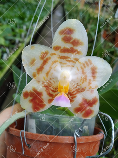 Phalaenopsis gigantea x Yungho Gelblitz.jpg