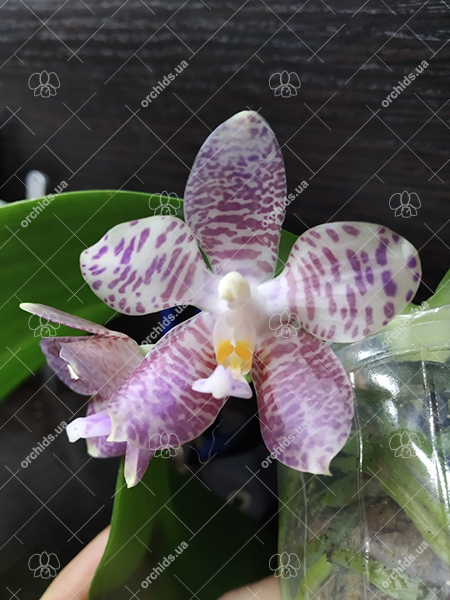 Phalaenopsis Mituo Golden Tiger 'Golden Ring' x gigantea alba 'Ta Wei'.jpg