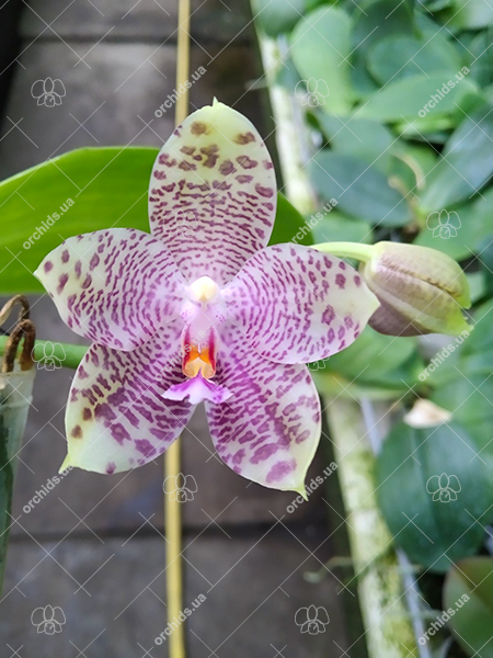 Phalaenopsis gigantea x Mituo Prince 'Bb'.jpg