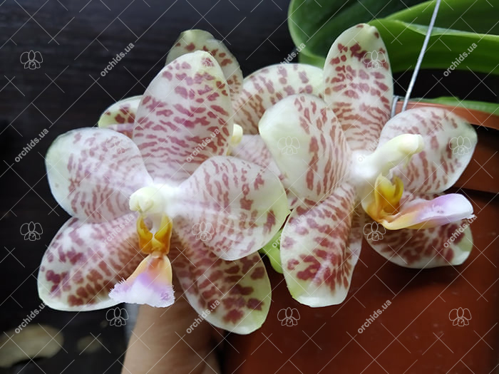 Phalaenopsis gigantea x Yungho Gelblitz.jpg