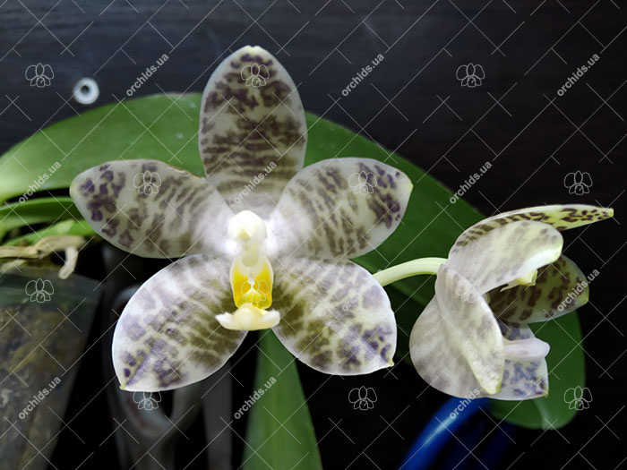 Phalaenopsis Mituo Golden Tiger 'Golden Ring' x gigantea alba 'Ta Wei'.jpg