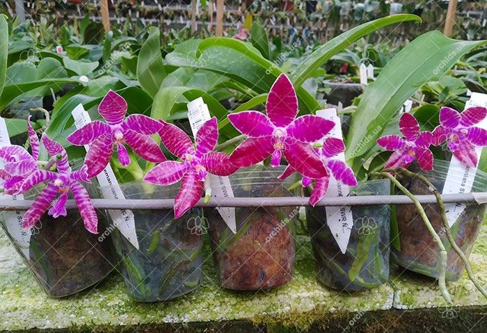 Phalaenopsis lueddemanniana SWR х self.jpg