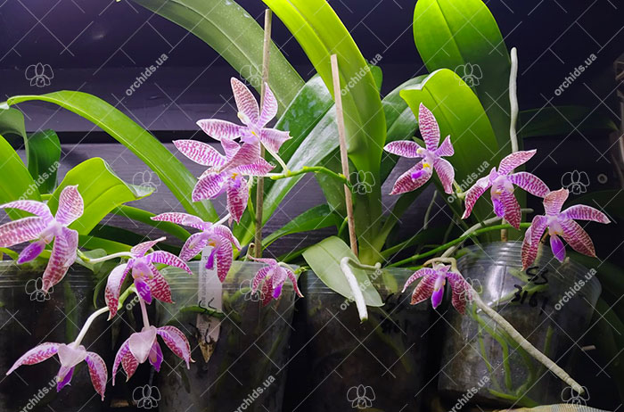 Phalaenopsis lueddemanniana.jpg