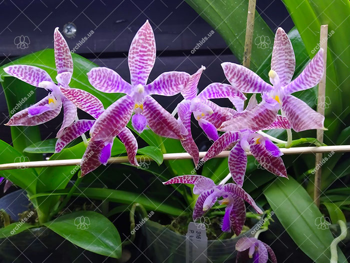 Phalaenopsis lueddemanniana.jpg