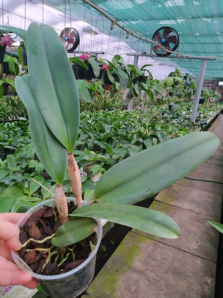 Cattleya Mrs G E Baldwin (dowiana x Harold).jpg