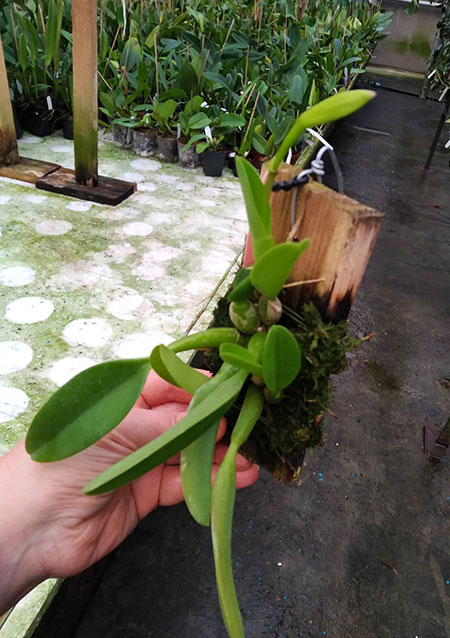 Laelia sincorana.jpg