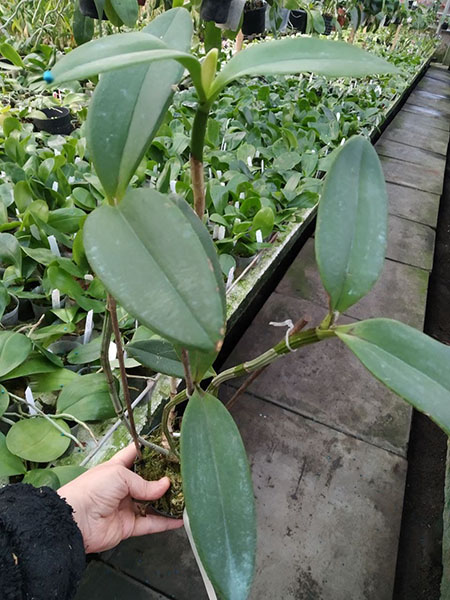 Cattleya schofieldiana ('GU' x 'Caioaba').jpg