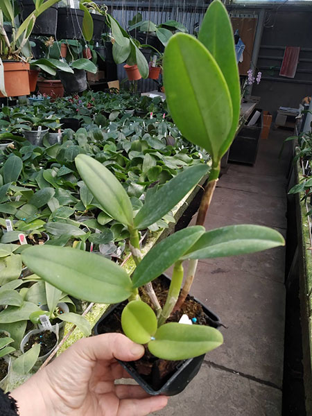 Sophrolaeliocattleya Jungle Hotspot 'SVO Splash Spots' x Brassolaeliocattleya Sunspots 'Sandy'.jpg