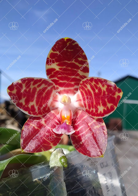 Phalaenopsis gigantea x Yungho Gelblitz.jpg
