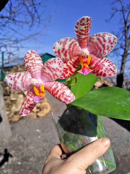 Phalaenopsis Joy Fortune Diamond x Joy х Spring Canary 'Green Lotus'.jpg