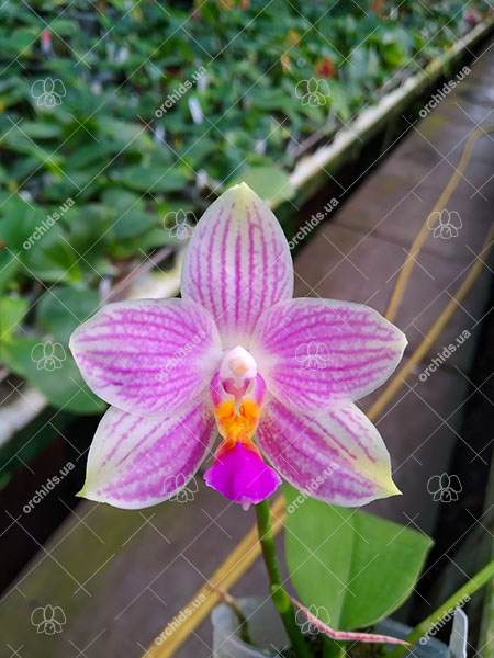 Phalaenopsis Joy Spring Venus 'Snow White' x Cherry Spot (alba).jpg