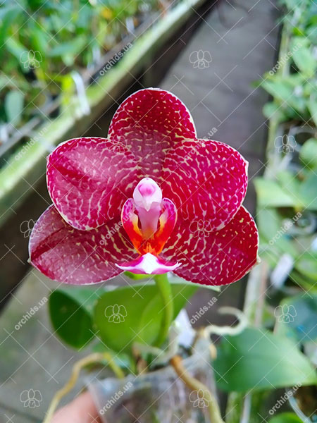 Phalaenopsis Miro Jo Gi 'Mituo #1' x Mituo Sun 'Mituo #1'.jpg