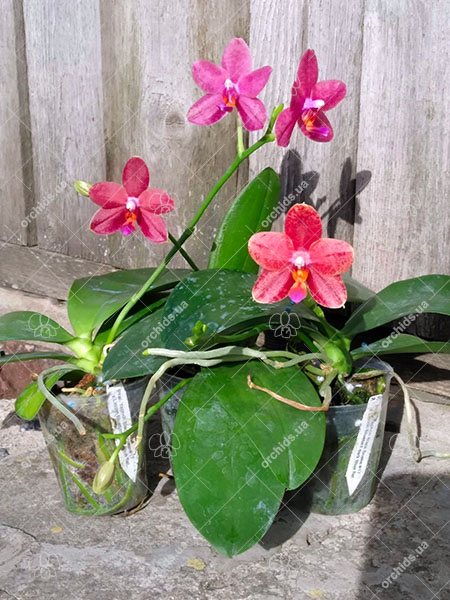 Phalaenopsis Yaphon Black Snake #17 x Lioulin Bluebird 'Dark Blue Flat'.jpg