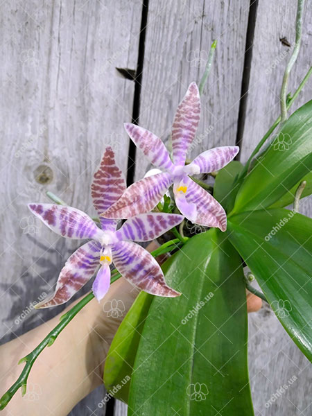 Phalaenopsis Penang Violacea x tetraspis.jpg