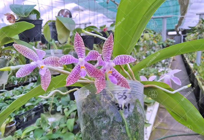 Phalaenopsis lueddemanniana.jpg