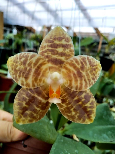 Phalaenopsis Mituo Golden Tiger 'Golden Ring' x gigantea alba 'Ta Wei'.jpg