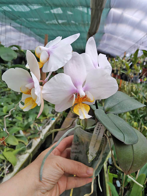 Phalaenopsis Joy Philippine Princess.jpg