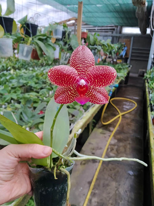 Phalaenopsis Miro Jo Gi 'Mituo #1' x Mituo Sun 'Mituo #1'.jpg