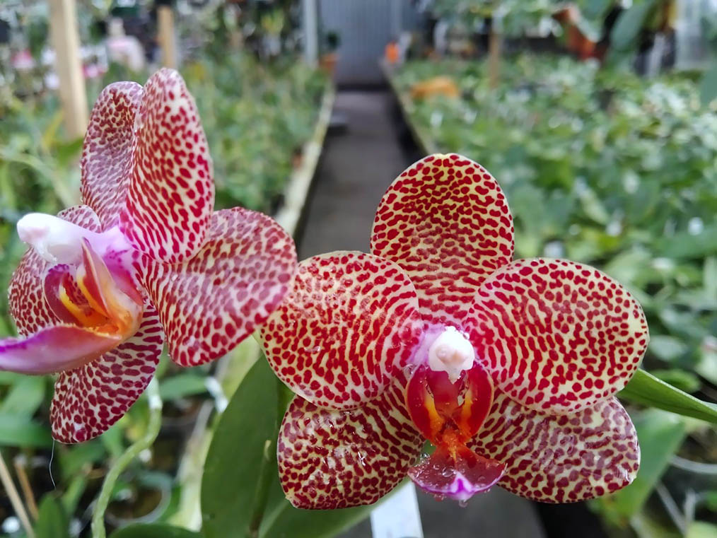Phalaenopsis Miro Jo Gi 'Mituo #1' x Mituo Sun 'Mituo #1'.jpg