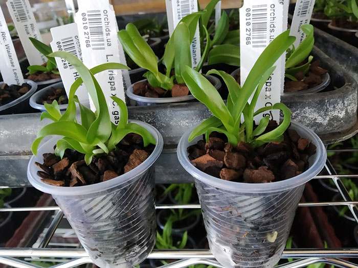 Laelia crispa x Cattleya gaskelliana.jpg