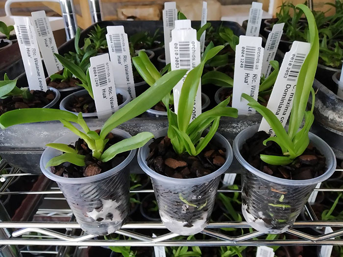 Cattleya maxima concolor 'Rebecca' x Dominiana coerulea.jpg