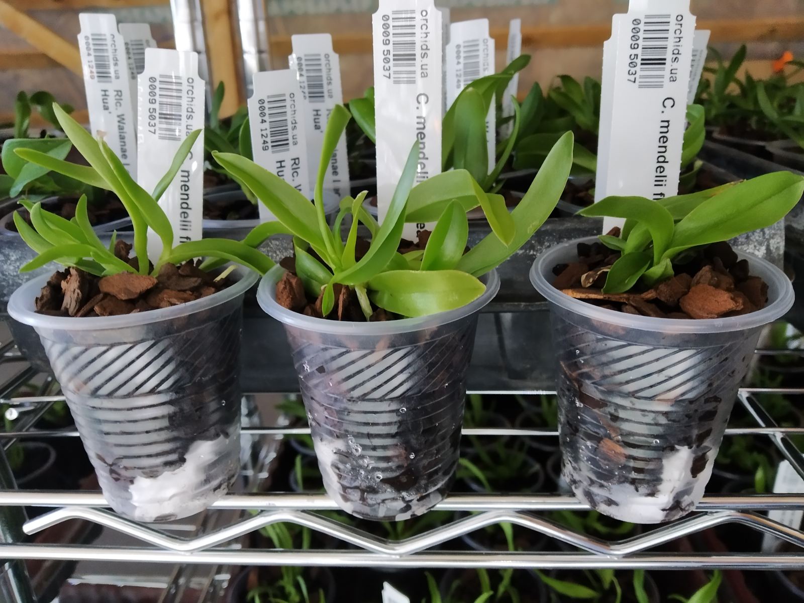 Cattleya mendelii flamea 'Hada' x self.jpg