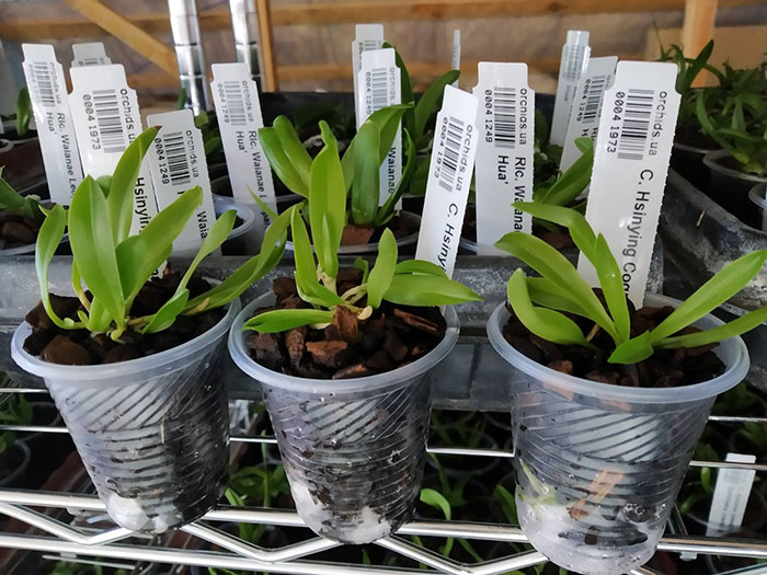 Cattleya Hsinying Cognac 'Thai Spots' x self.jpg