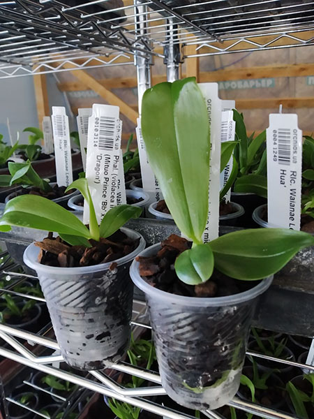 Phalaenopsis (violacea indigo x micholitzii) x (Mituo Prince 'Bb' x Mituo Reflex 'Dragon').jpg