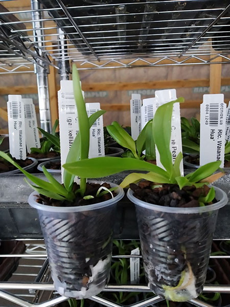 Cattleya The Pearl semi-alba (gaskelliana semi-alba x rex) x self.jpg