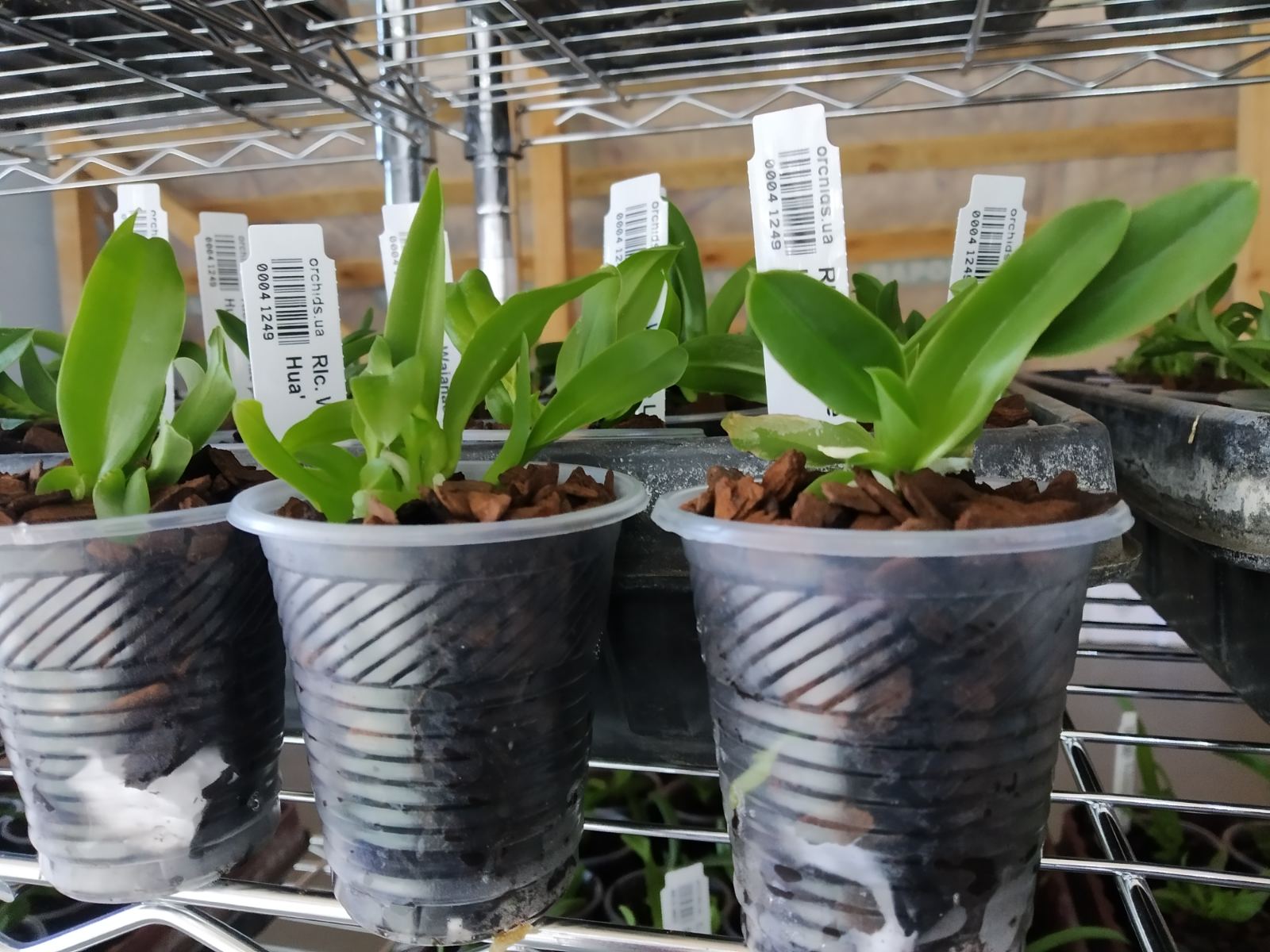 Cattleya Dominiana coerulea x self.jpg