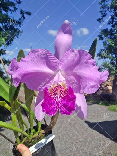 Cattleya lueddemanniana rubra 'W' x ('Fennel' x 'Maruja').jpg