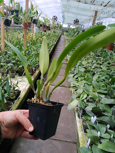 Cattleya dowiana (Wei).jpg