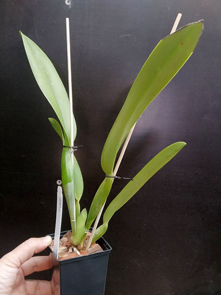 Cattleya Marilyn Lew (Arcadio Arosemena x dowiana).jpg