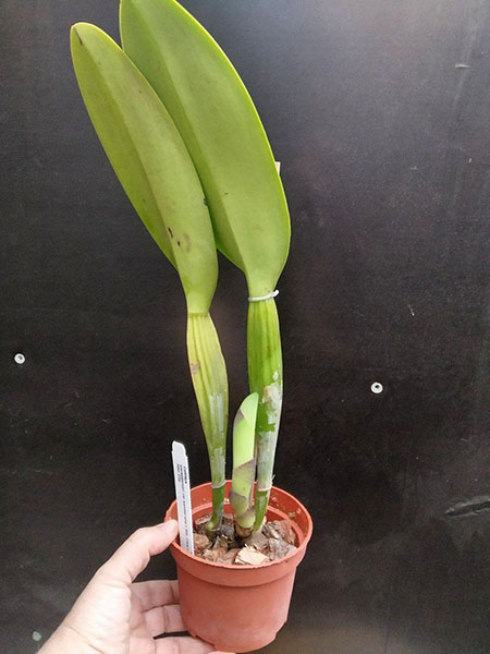 Cattleya warscewiczii sanderiana x Brassolaeliocattleya Chia Lin 'New City'.jpg