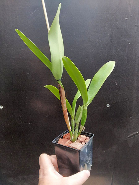 Cattleya Fulvescens (forbesii x dowiana).jpg