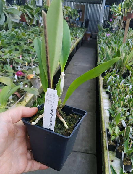Laelia jongheana 'Big pink'.jpg