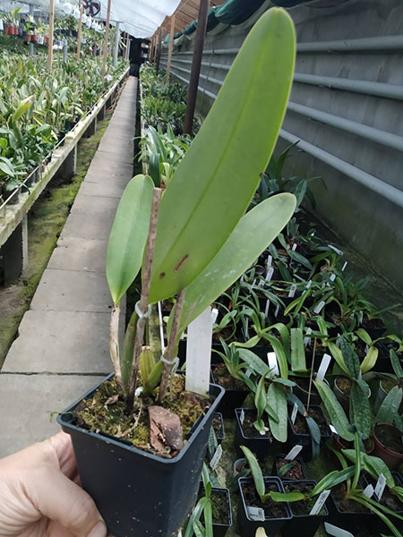 Cattleya rex var Moyobamba.jpg