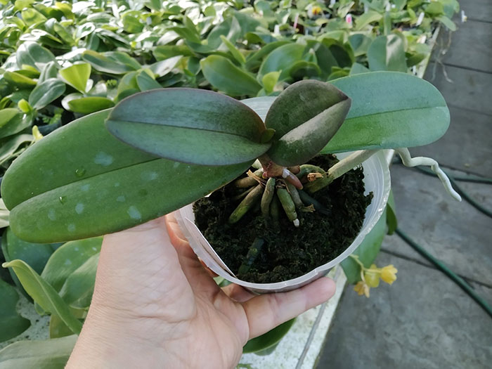 Doritaenopsis Lius Sakura KF.jpg