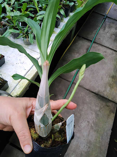 Catasetum Dentigrianum 'SVO Excellent' x Catasetum Portagee Star 'Brian Lawson's Sunrise'.jpg