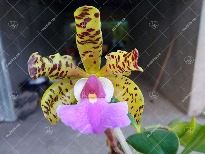 Cattleya aclandiae tipo.jpg