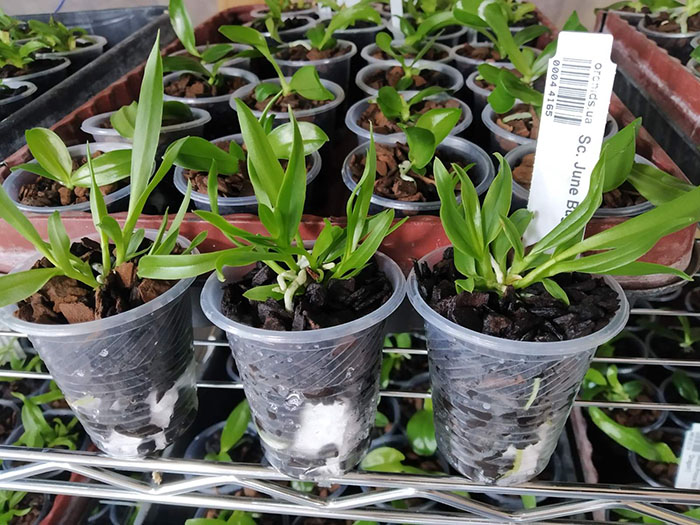 Sophrocattleya June Bug 'Venice Sunshine' x self.jpg