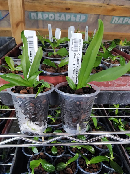Cattleya labiata alba 'Aurora' x Cattleya maxima 'Ecuador'.jpg
