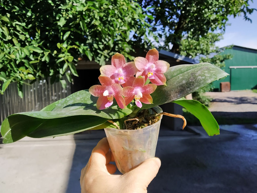 Phalaenopsis Mituo Princess 'Black Beauty' x Mituo Golden Tiger 'Green Tiger'.jpg