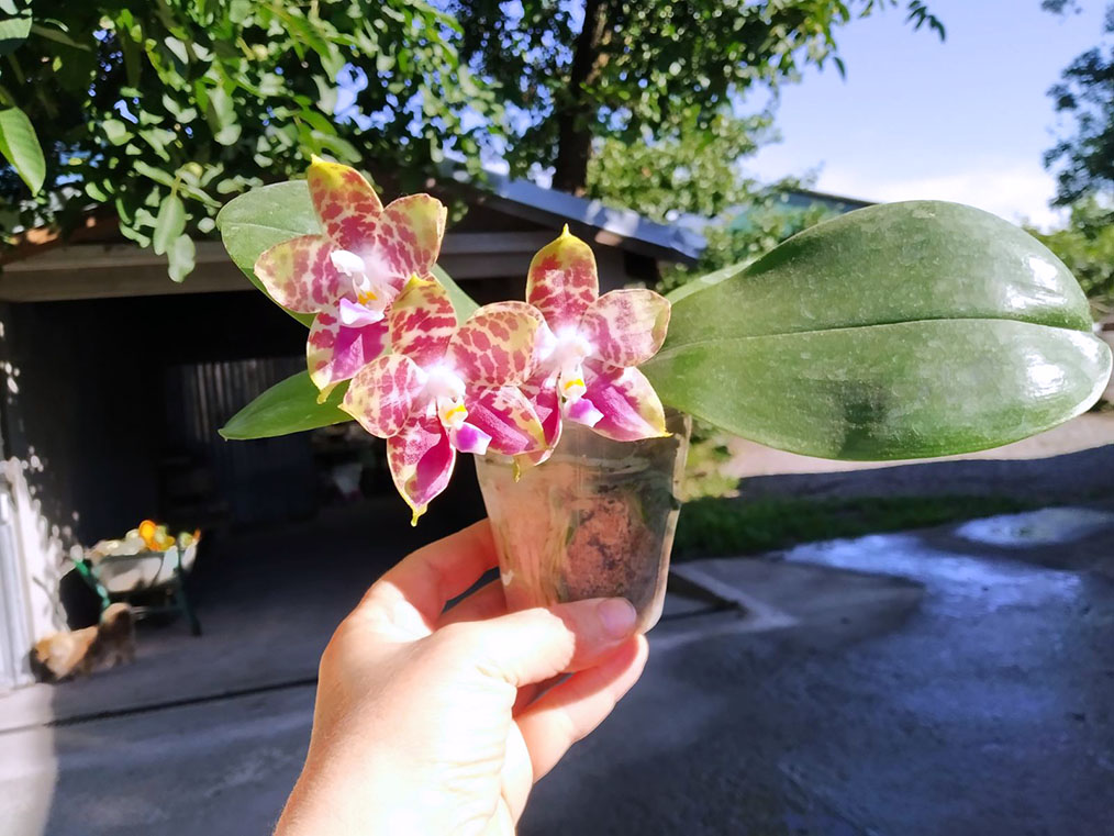 Phalaenopsis Mituo Princess 'Black Beauty' x Mituo Golden Tiger 'Green Tiger'.jpg